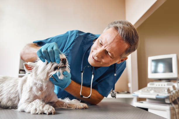 Best Emergency Dentist for Knocked-Out Tooth in Marlow Heights, MD